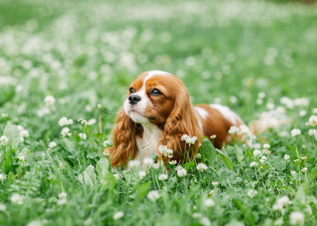 Small-sized breed